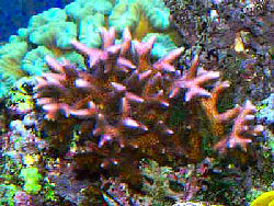Picture of a Birds Nest Coral