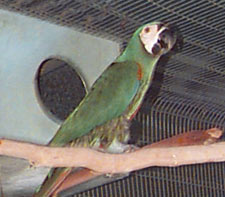 Severe Macaw or Chestnut-fronted Macaw, Father