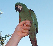 Severe Macaw or Chestnut-fronted Macaw baby