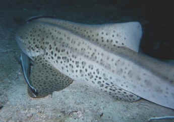 Picture of a Zebra Shark with a Ramora Shark cleaning it's face!