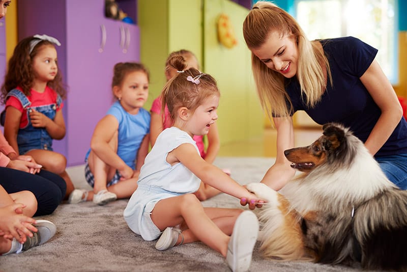 sheltie dog as classroom pet making children smile