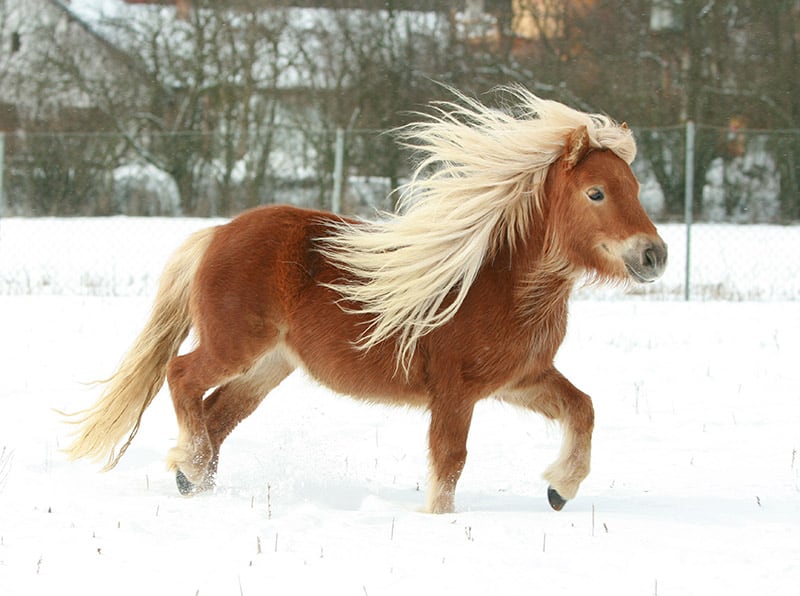 shetland pony outdoor during winter