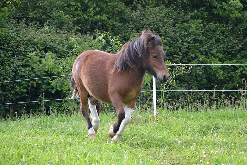 shetland pony running in the field