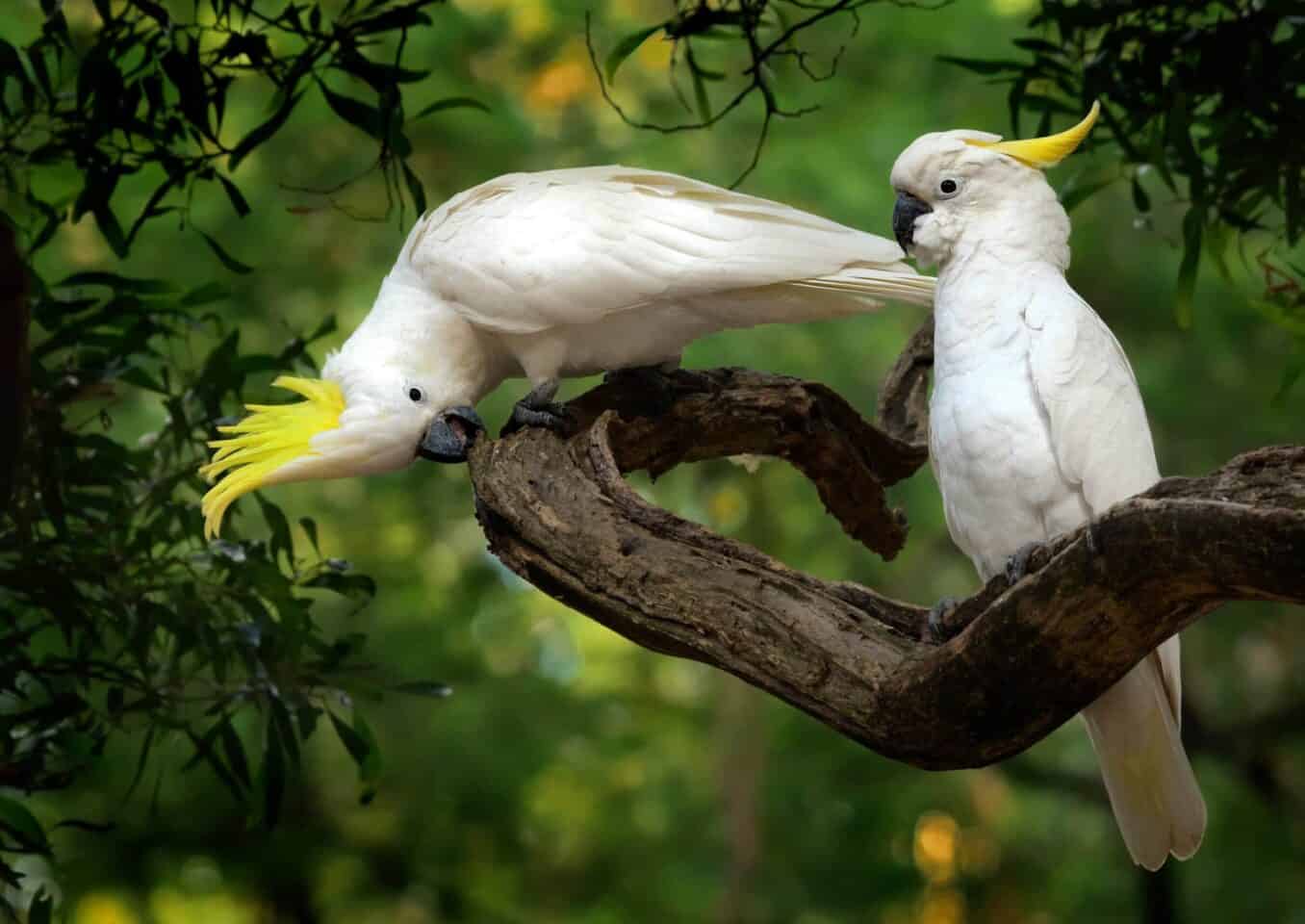 Greater Sulphur Crested Cockatoos