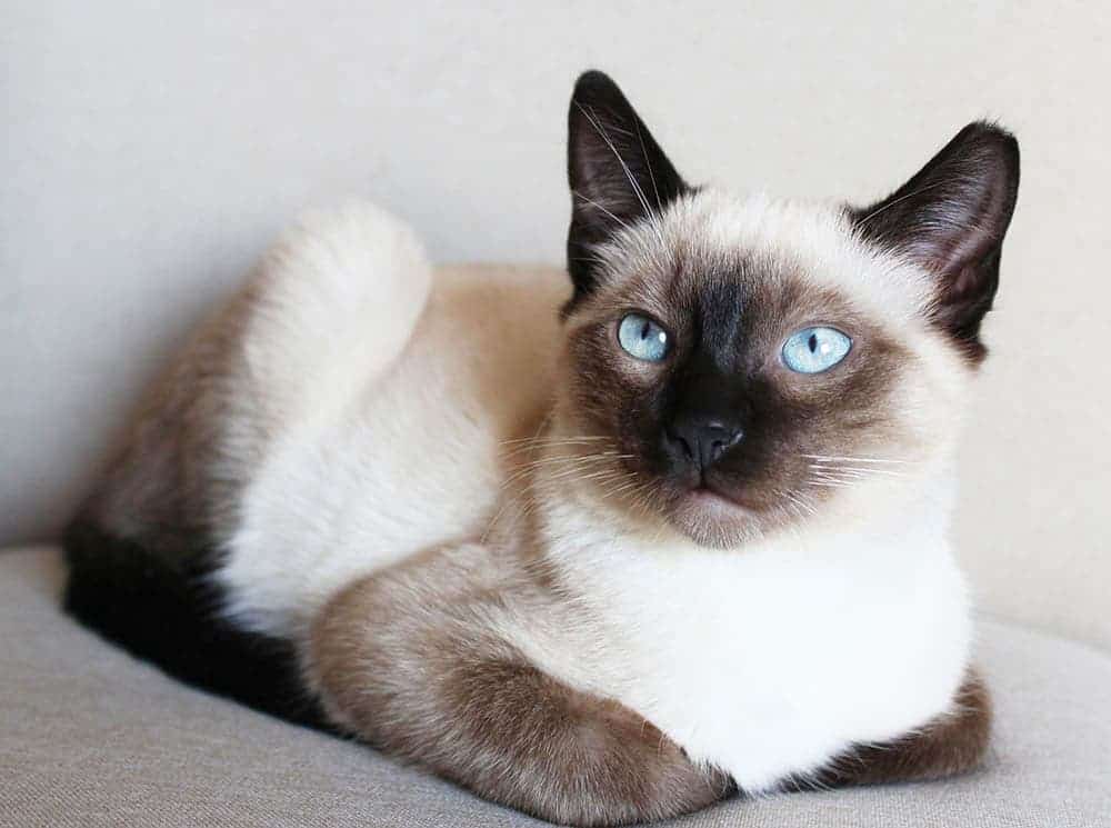 siamese cat sitting on the couch