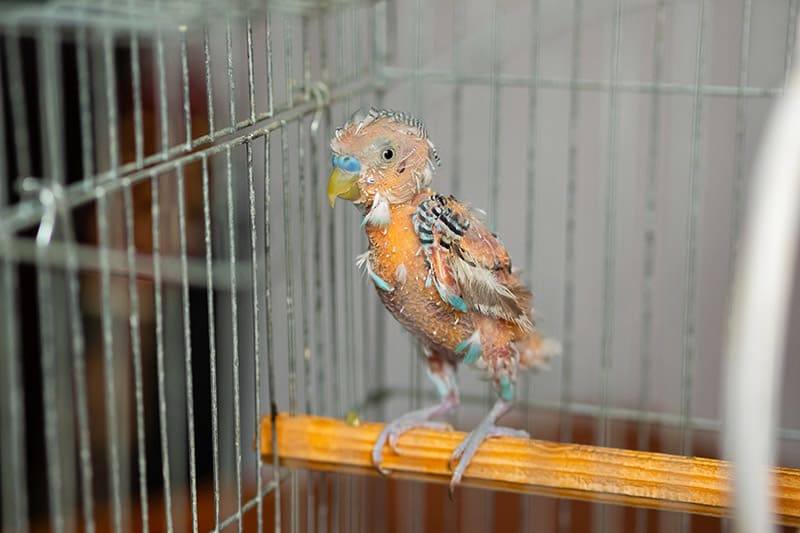 sick budgie bird inside the cage