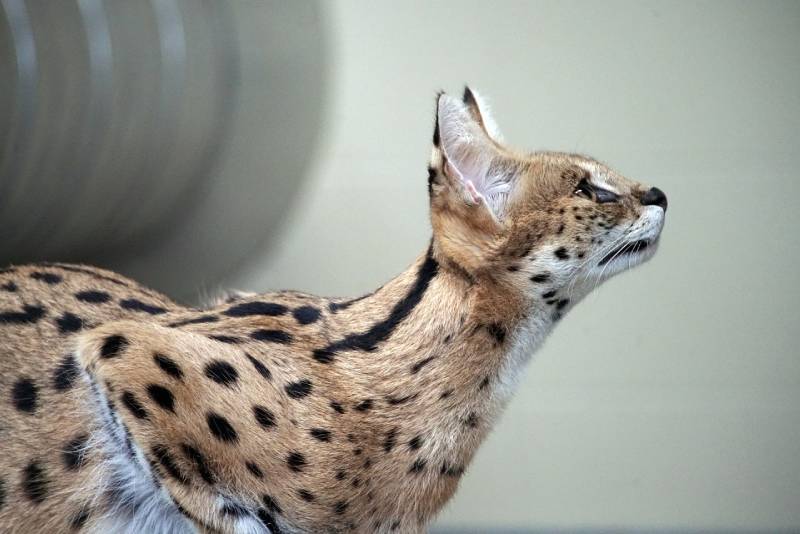 Serval Cat side view