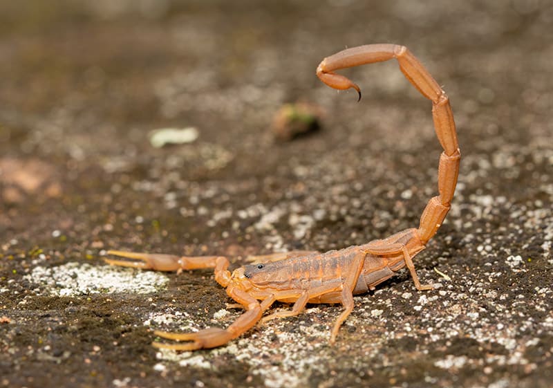Side view of a Striped Bark Scorpion