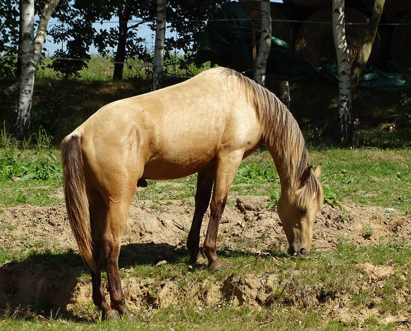 Silver bucskin young Kentucky Mountain Saddle Horse