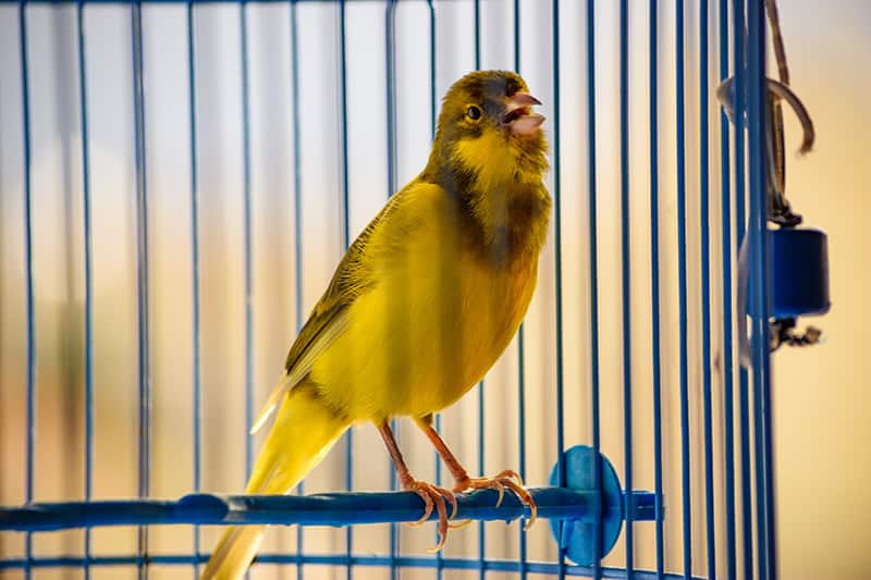 singing canary inside the cage