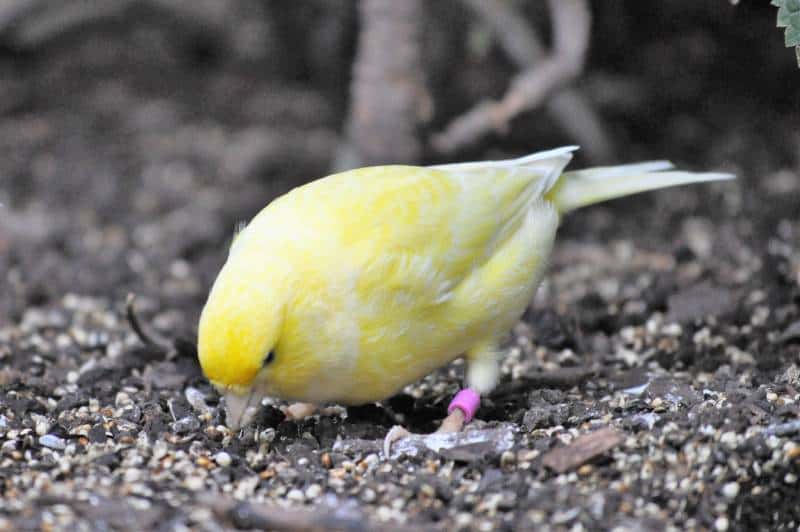 small german roller canary bird pecking for seeds