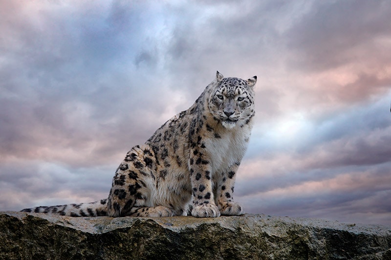 Snow leopard sitting in rocky mountain
