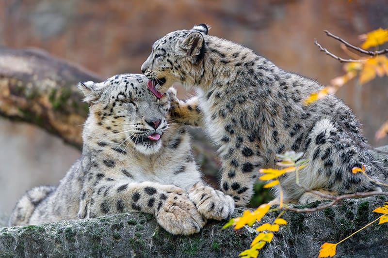 snow leopards licking each other