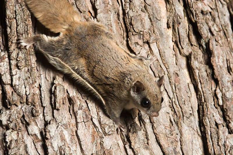 Southern flying squirrel 