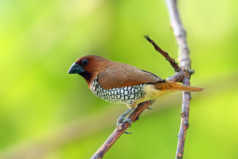 spice finch bird perched