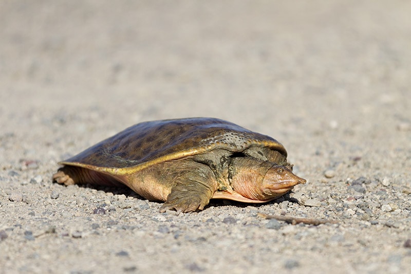 Spiny Soft-shell Turtle