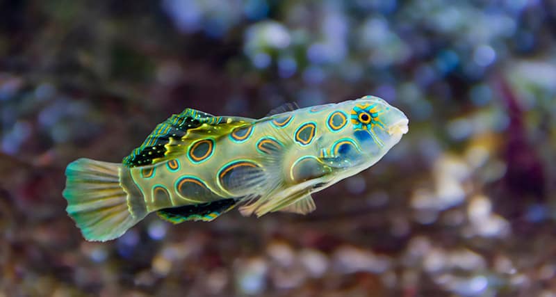 spotted mandarin fish in the tank