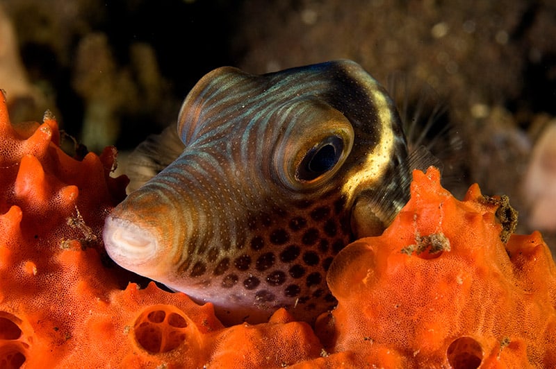 spotted tobyPufferfish or false-eye pufferfish