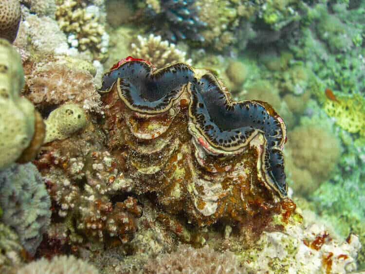 squamosa-clam