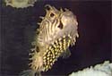 Click for more info on Striped Burrfish