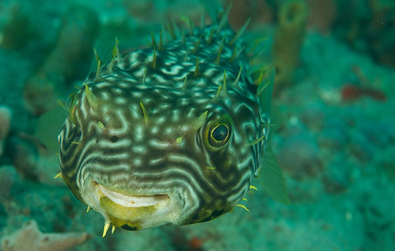 Striped Burrfish on a reef
