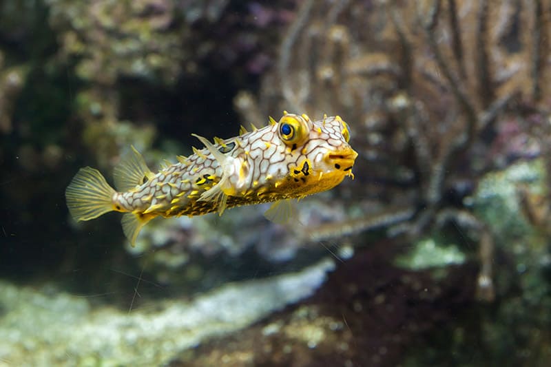 Striped burrfish or spiny boxfish