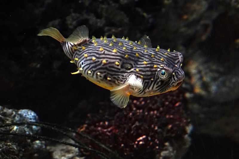 striped burrfish underwater