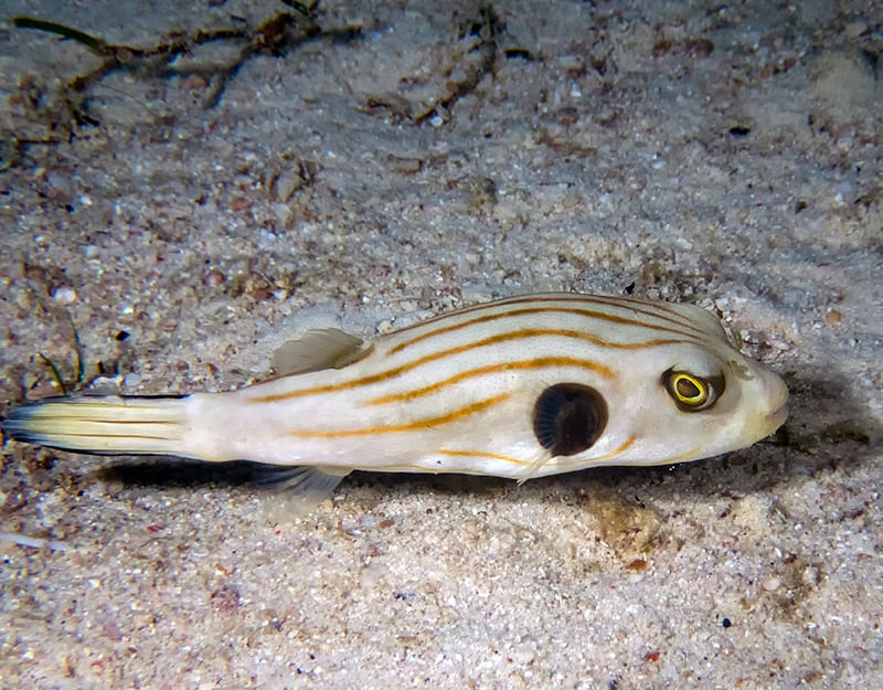Striped Puffer fish