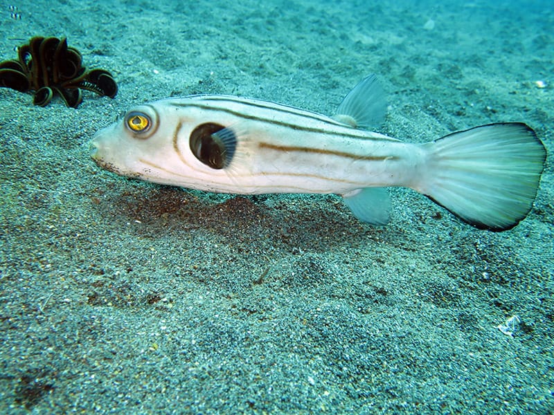 striped puffer or Narrow-lined Pufferfish