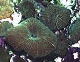 Stiped Mushroom Anemone