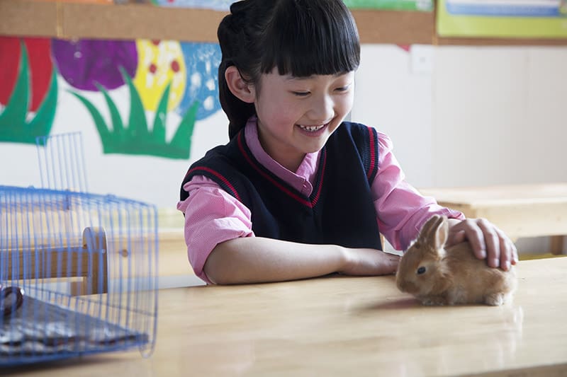 student petting a rabbit inside the classroom