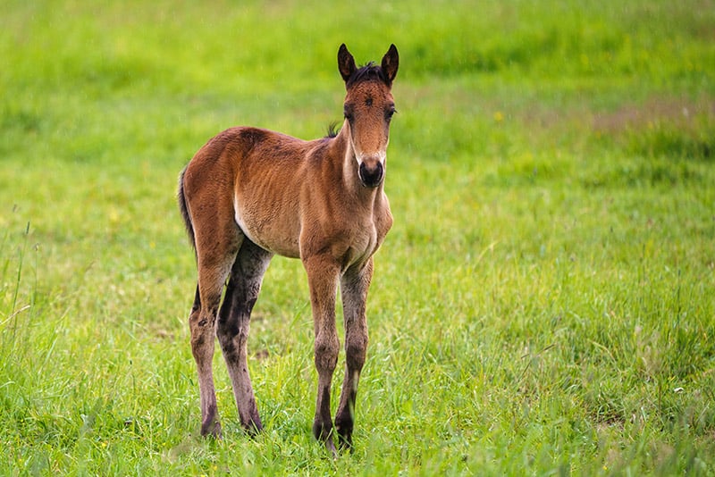 Swedish warmblood foal