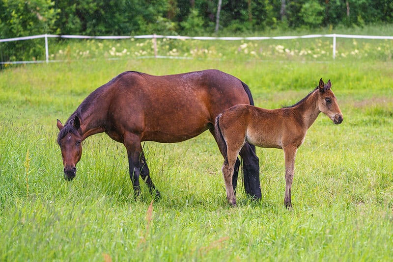 Swedish warmblood horse with foal