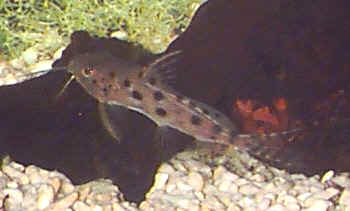 Ocellated Synodontis, Synodontis ocellifer, Large-spot Catfish