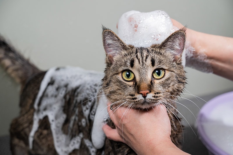 tabby cat having a bath