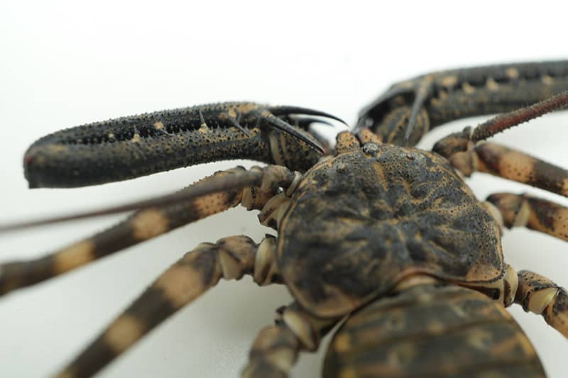 tailless whip scorpion close up