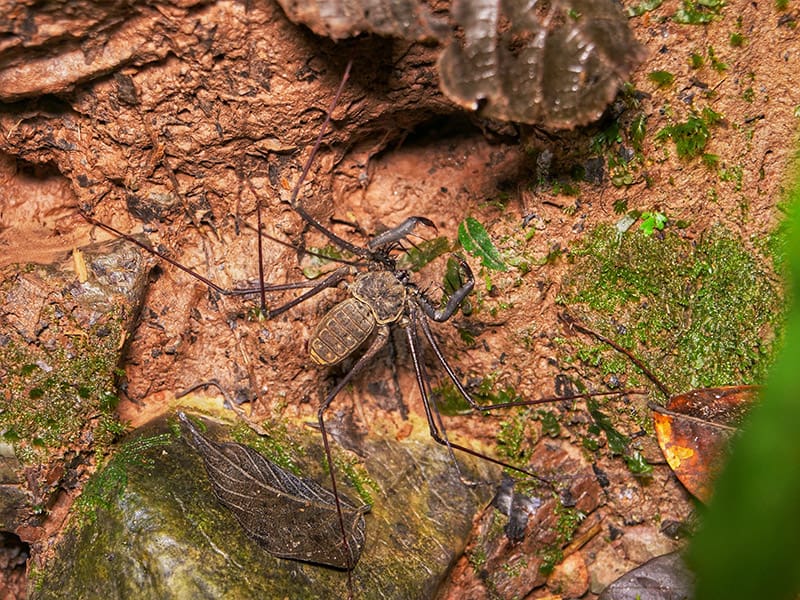 tailless whip scorpion or whip spider