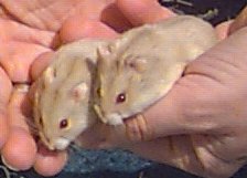 Tan Russian Dwarf Hamsters