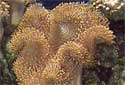 Click for more info on Elephant Ear Coral