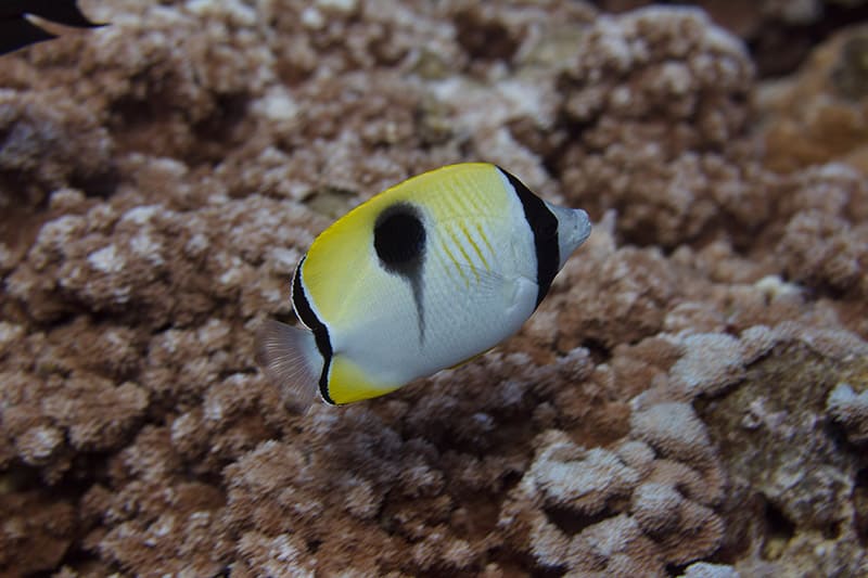 Teardrop Butterflyfish on Coral Reef