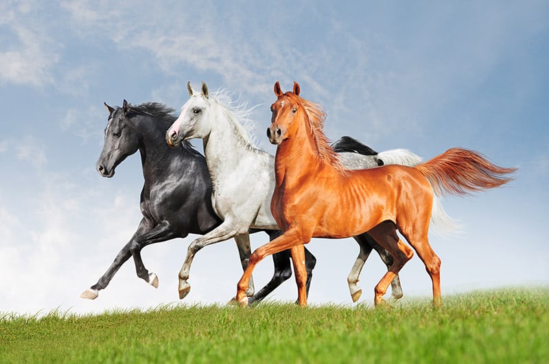 three arabian horses