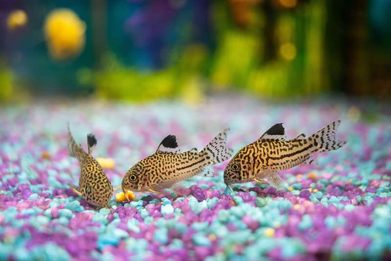 three julii corydora fish