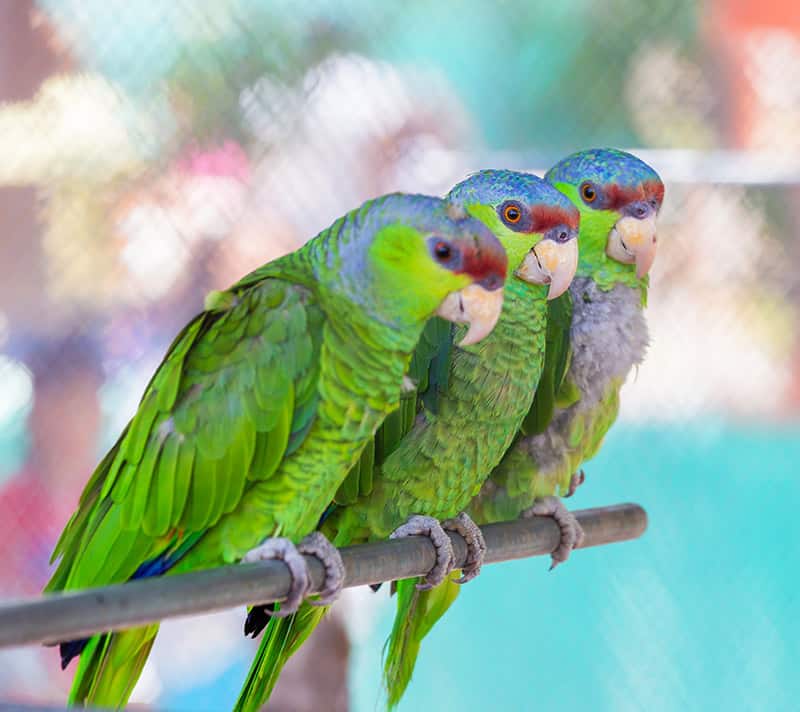 Three lilac-crowned amazon parrots perched