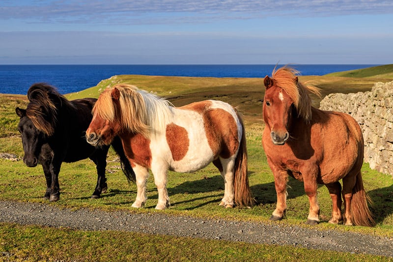 Three Shetland Ponies