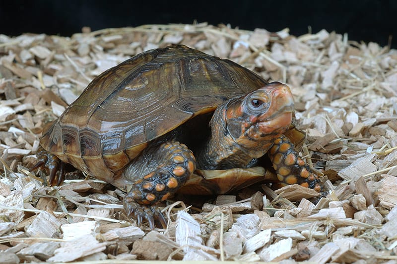 Three toed box turtle in vivarium