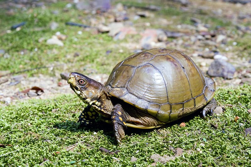 Three-toed Box Turtle on the grass