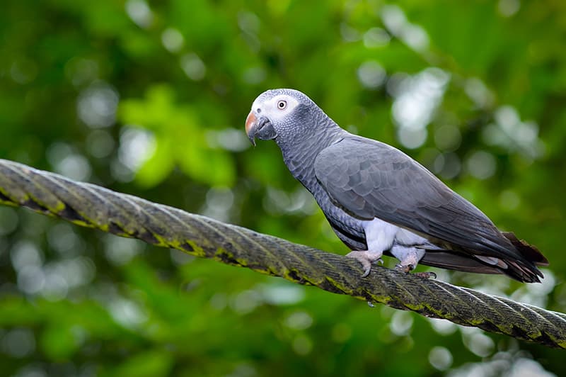 Timneh African Grey Parrot perched
