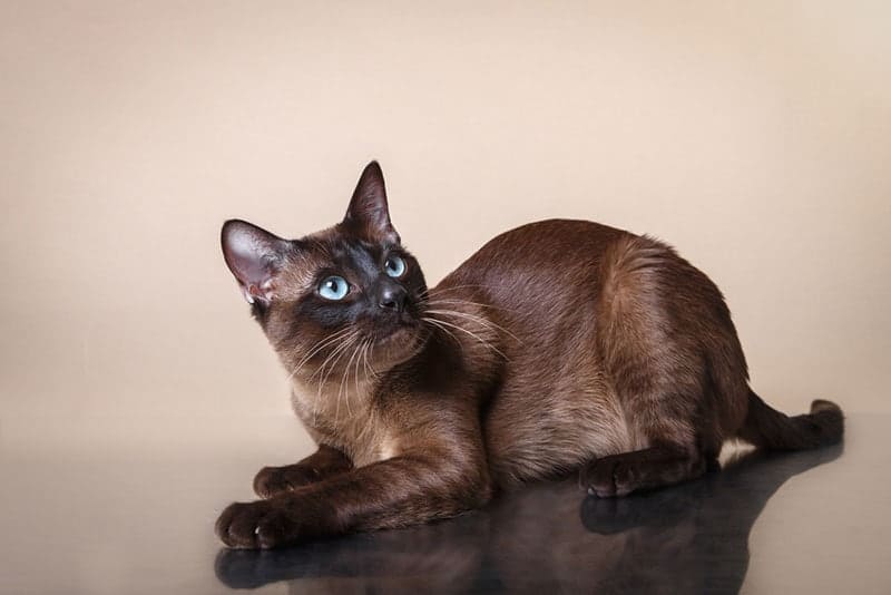 tonkinese cat on a beige background