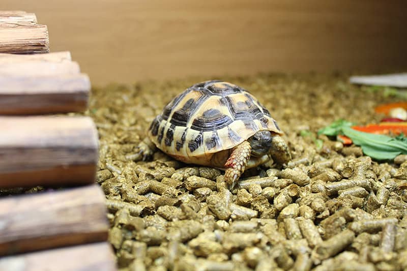 Tortoise inside the vivarium