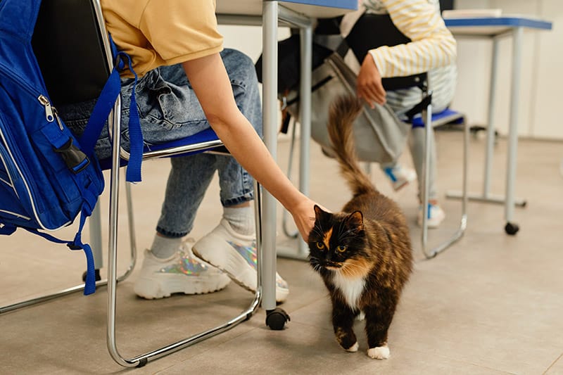 tortoiseshell cat roaming around the classroom